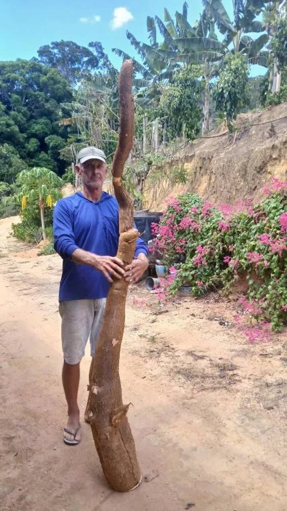 Mandioca de 2,12 Metros é Colhida por Agricultor em Laginha de Pancas-ES