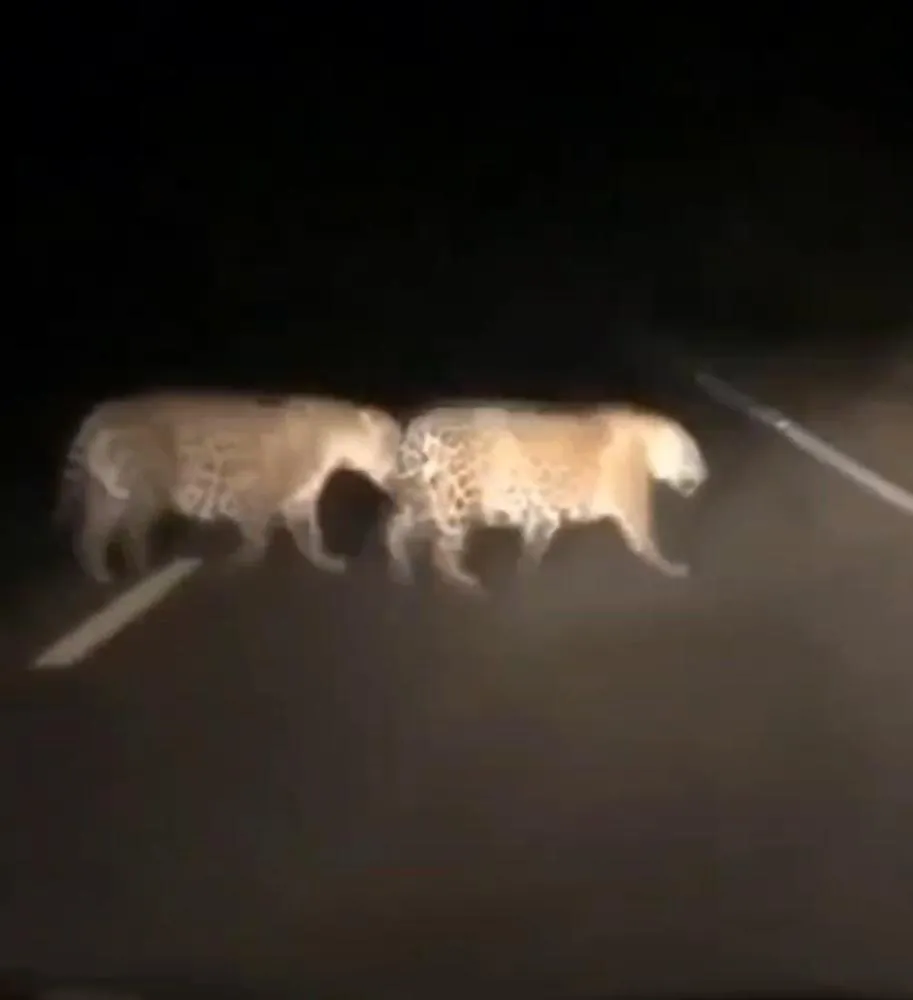 Alerta em Cuparaque (MG): Motorista Tem Encontro Inesperado com Casal de Onças em Rodovia Noturna
