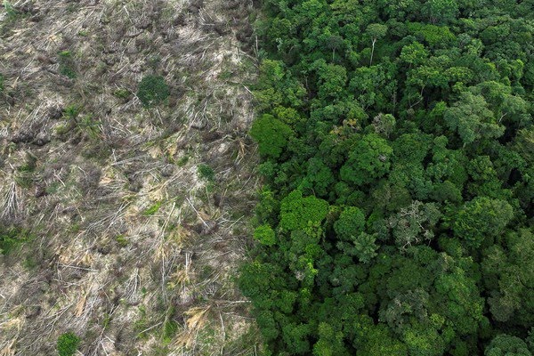 taxa de desmatamento na Amazônia cai 22%