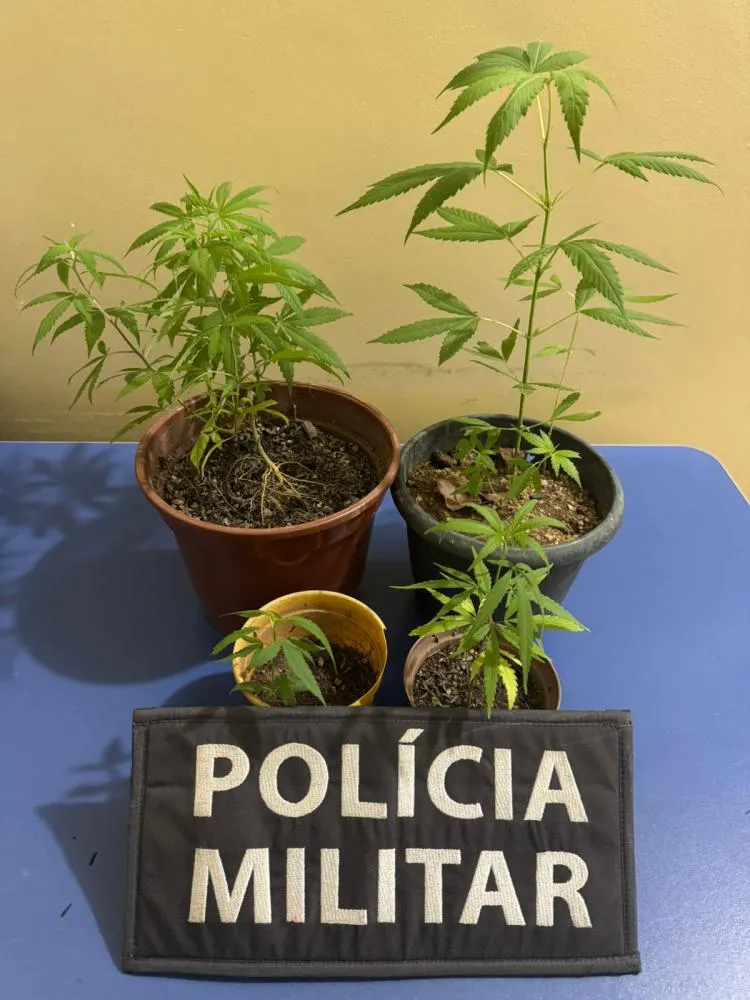 11º BPM APREENDE PÉS DE MACONHA DURANTE PATRULHAMENTO EM ECOPORANGA