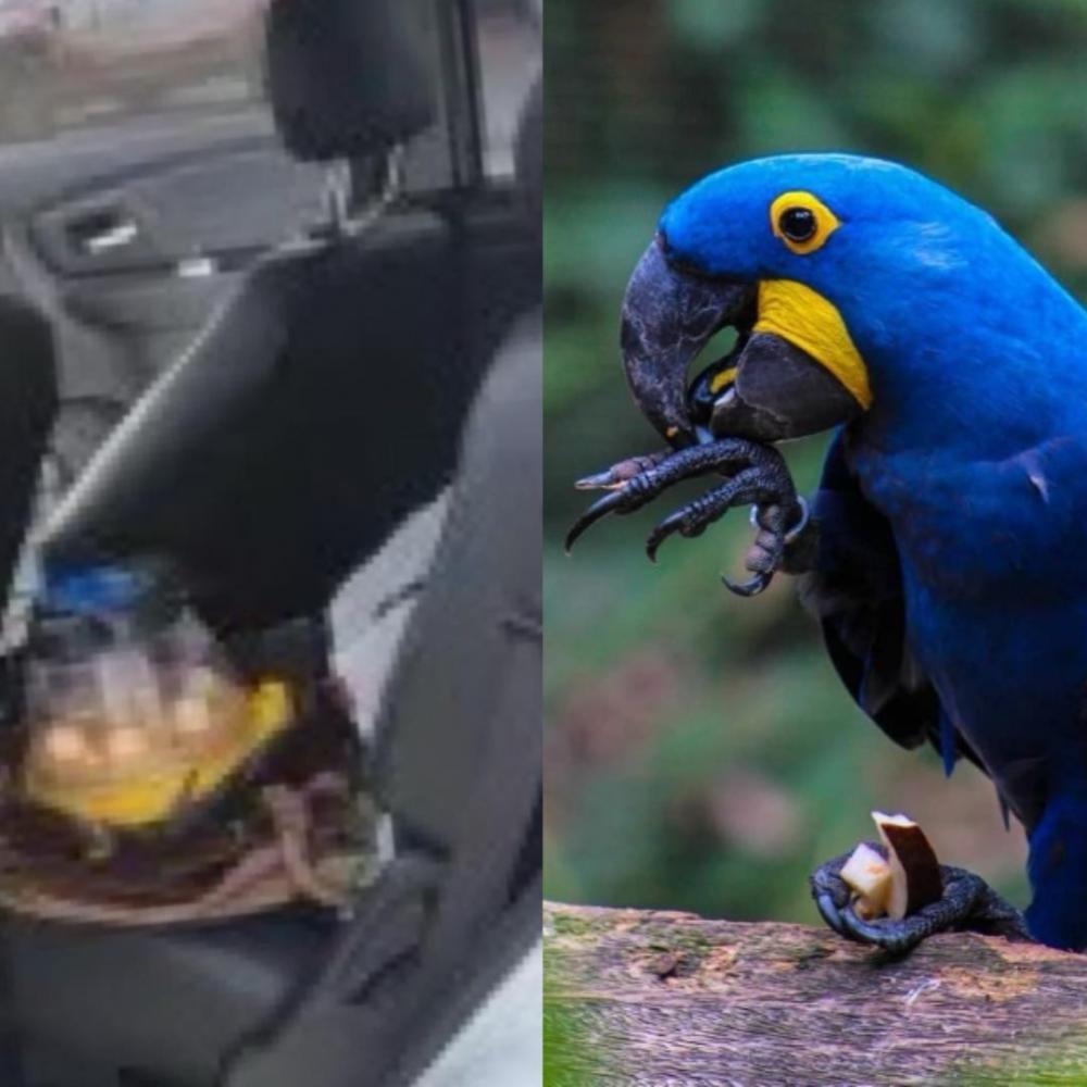 Ucranianas são detidas em Governador Valadares (MG) pela PRF com Ovos de Arara-Azul em Risco de Extinção