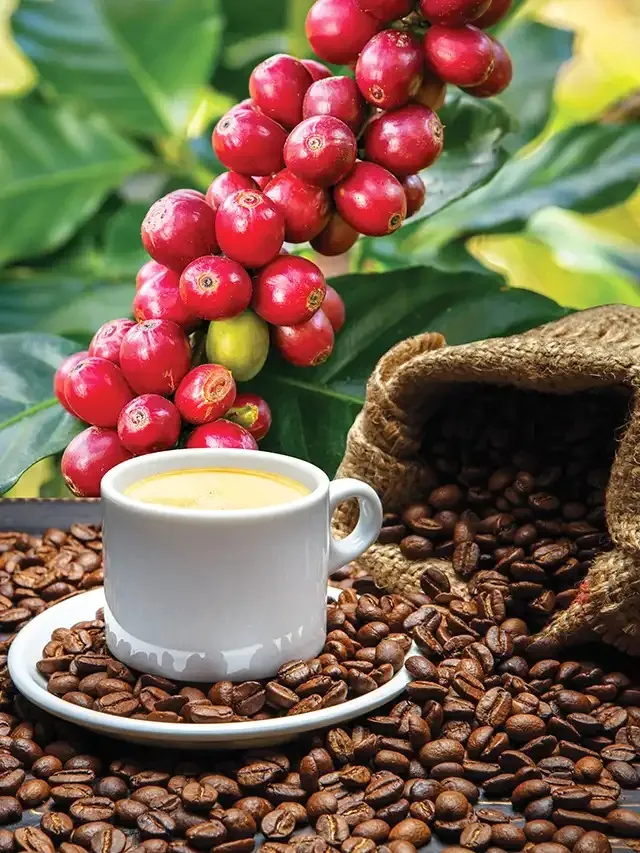Inscrições Abertas: Mantenópolis Lança a 6ª Edição do Concurso Municipal de Cafés Especiais