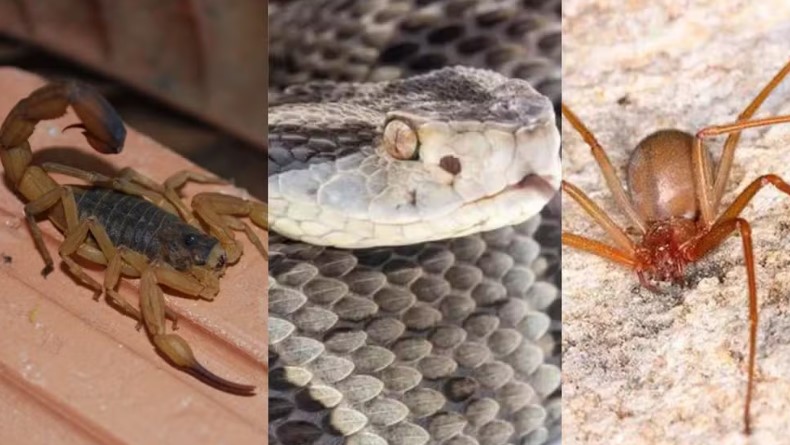 Saiba como agir e qual serviço de saúde procurar em caso de picadas de animais peçonhentos no ES